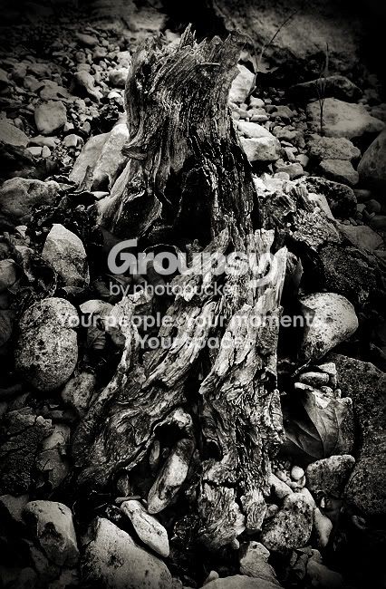 gnarlystump-sepia-sm.jpg