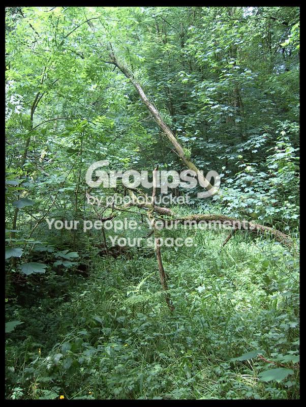 treesbordercopy.jpg