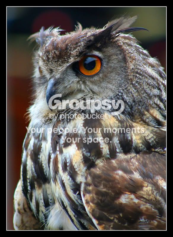 EagleOwl.jpg