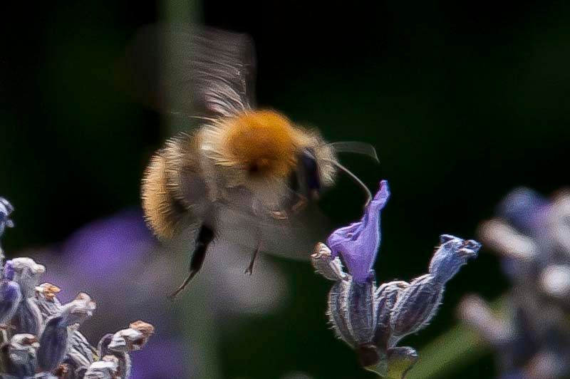Bees-1.jpg