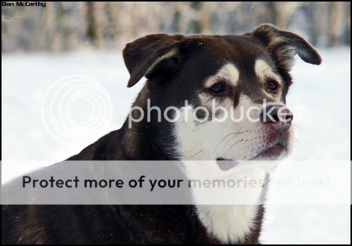 parkdog01.jpg