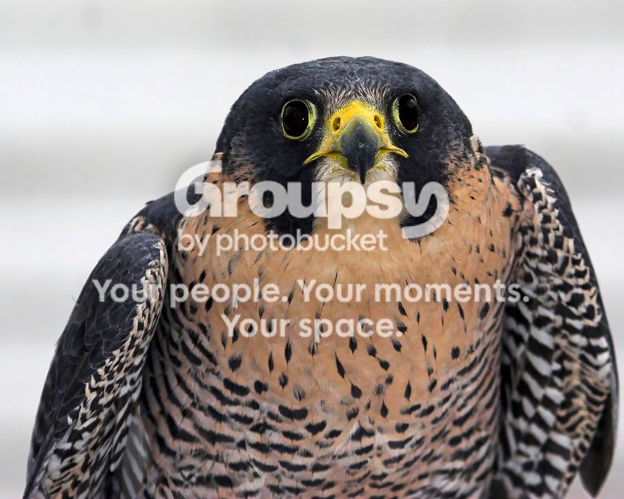 B1.jpg