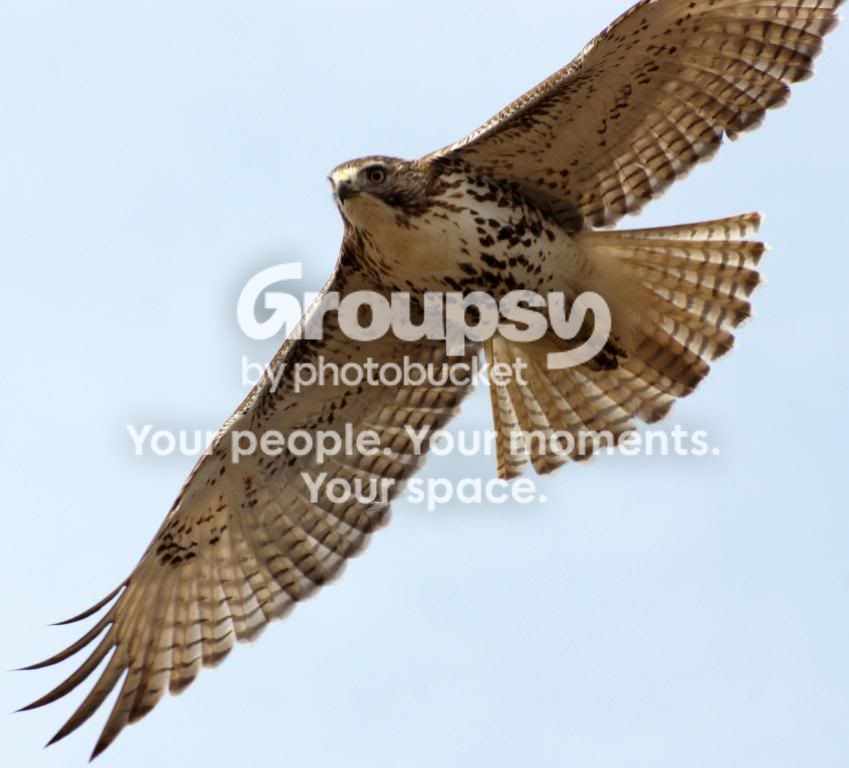 Copyofhawk072.jpg