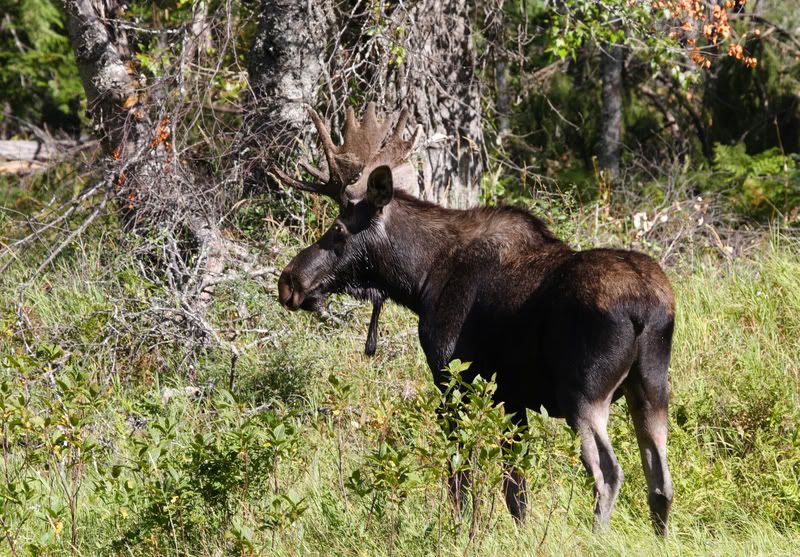 moose.jpg