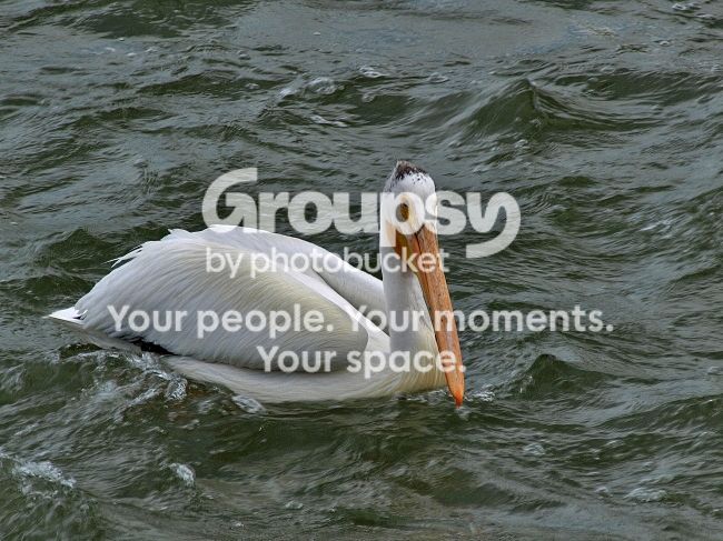 Pelican.jpg