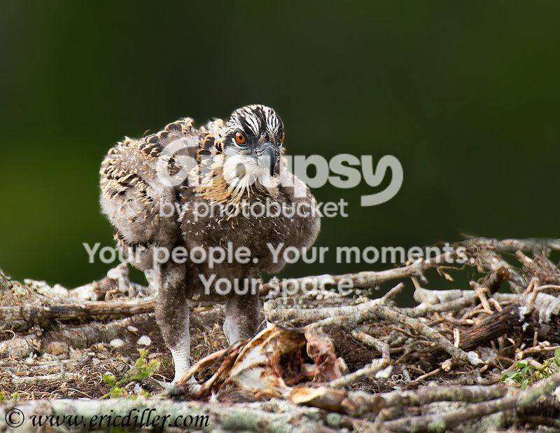 _ECD5366-copy800.jpg