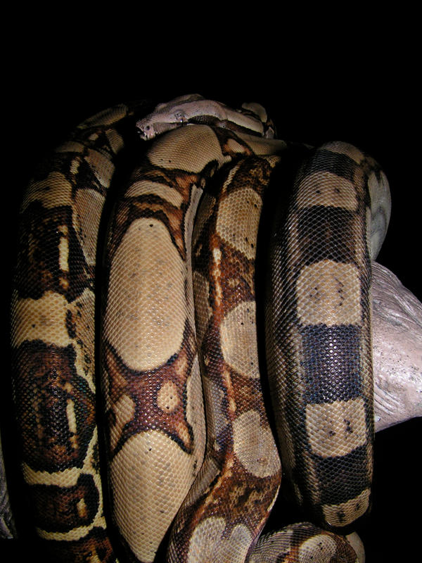 2007Boas3_by_mack1time.jpg