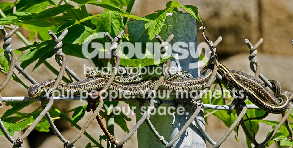 SnakesonFence008copy.jpg