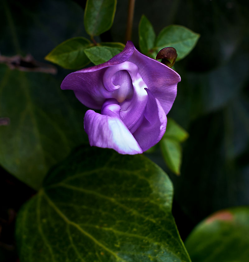 DSCF2485.jpg