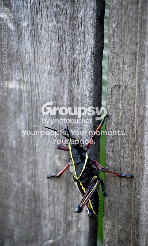 grasshoppercopy.jpg