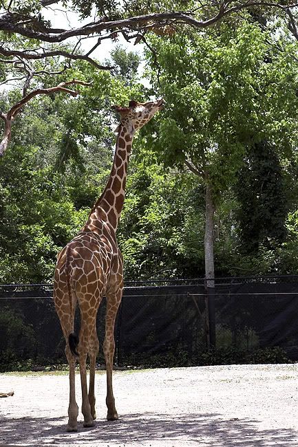 zoo291.jpg