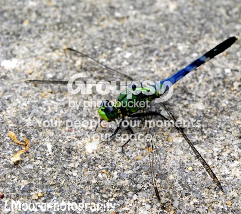 dragonflycopy.jpg