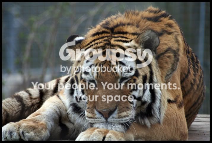 AmurTiger1.jpg