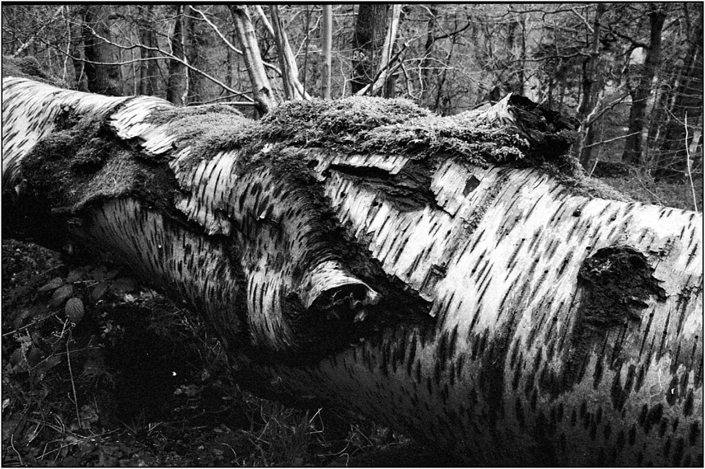 scan313dev-XL.jpg