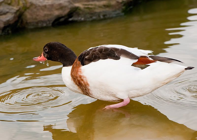 duck14.jpg