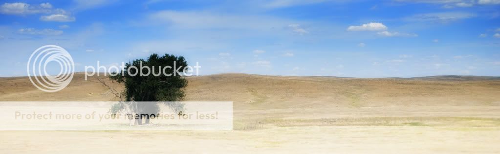 LonelyTree.jpg