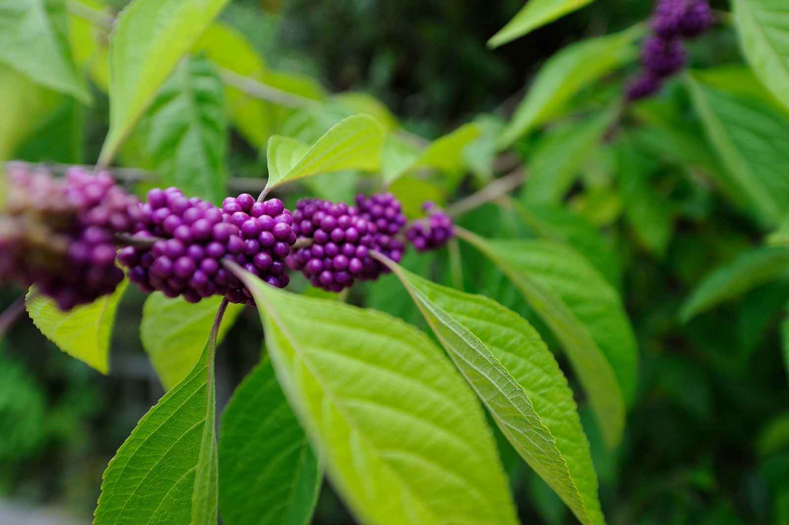 DSC_00084-X3.jpg
