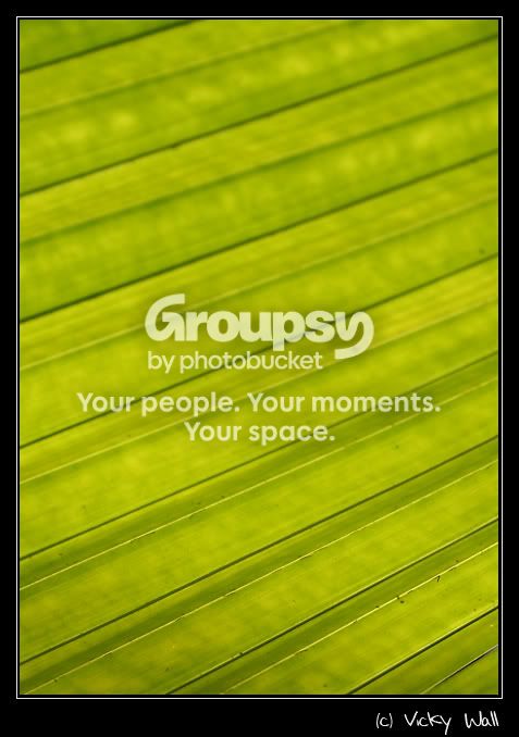 Palm-Leaf.jpg
