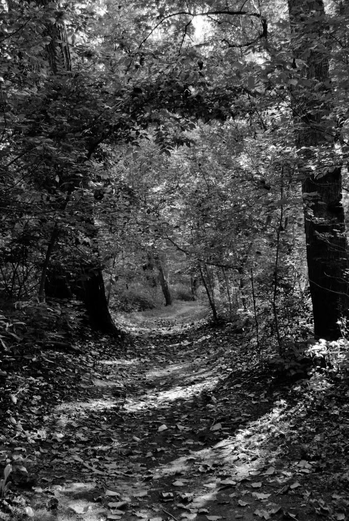 BWforest.jpg