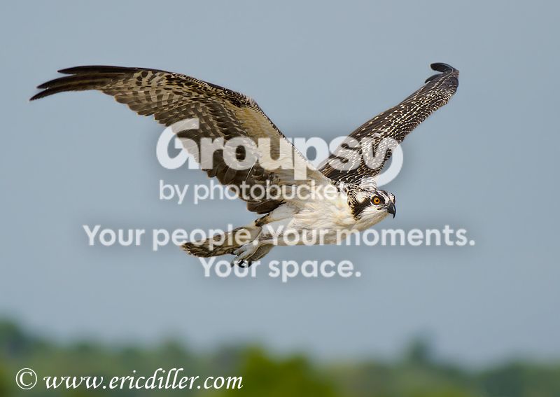 _ECD0747-copy800.jpg