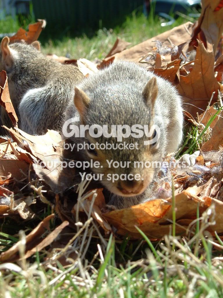 squirrelbabys08035.jpg