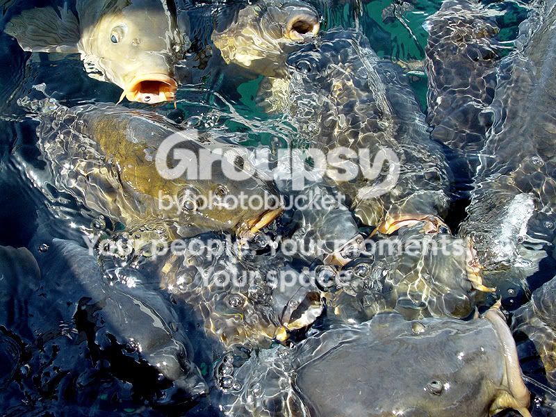 fish_lips5.jpg
