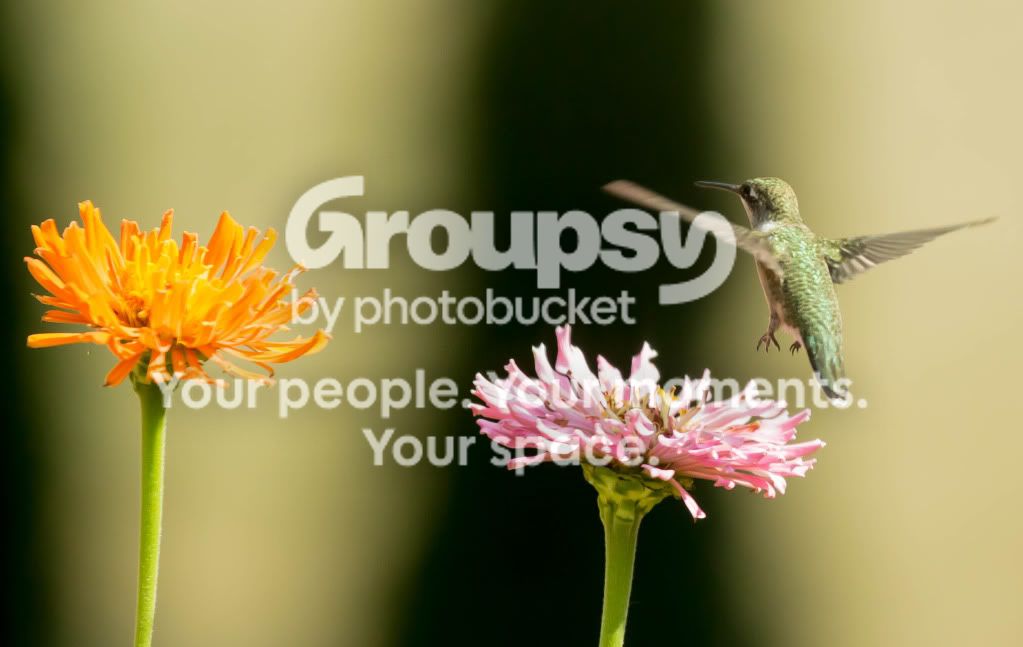 Hummingbird3.jpg