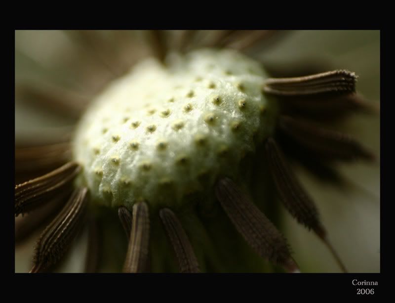 Lwenzahn-Macro_06.jpg