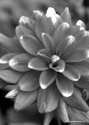 flower02.jpg