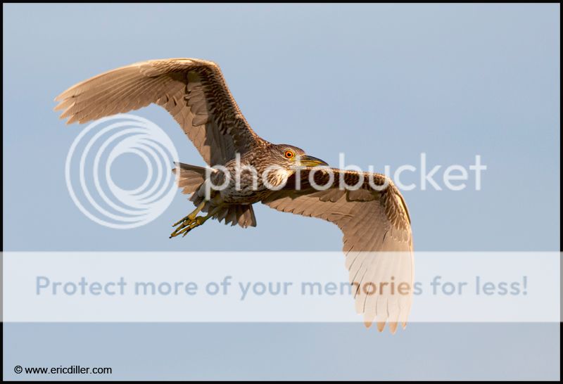 PIC_8968copy.jpg