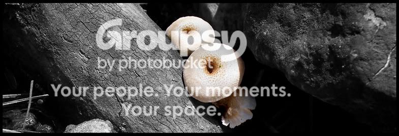 mushrooms.jpg