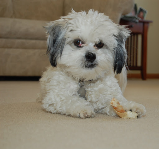 Zoey%20Cropped.jpg