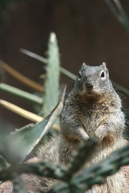 Squirrel.jpg