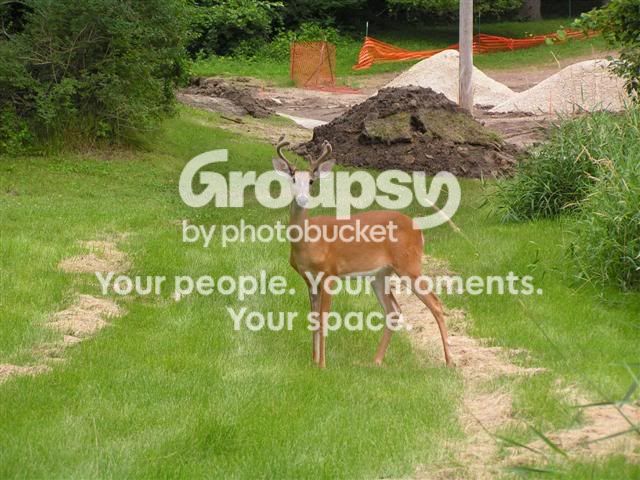 UrbanDeer.jpg