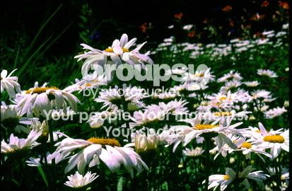 scan0009.jpg