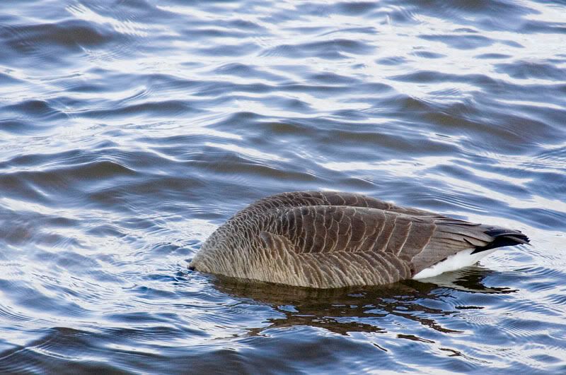 Goose1.jpg