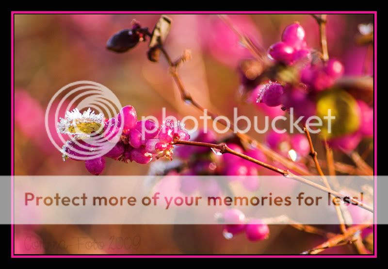 Thema_Bokeh_24.jpg