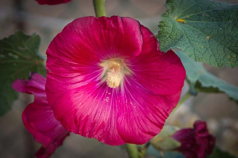 Hollyhock-1.jpg