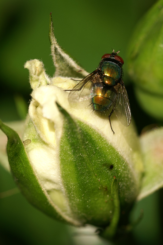 fly12.jpg
