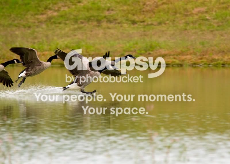 Geese-Landing-05.jpg