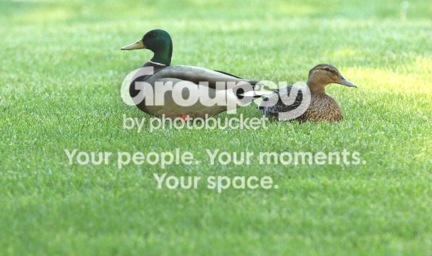 Ducknoslide.jpg