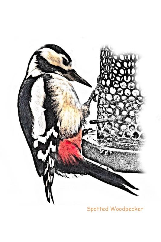 GardBird-2_zpsfcd25576.jpg