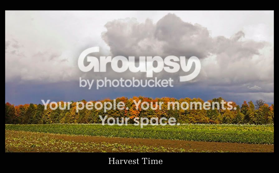 Harvest.jpg