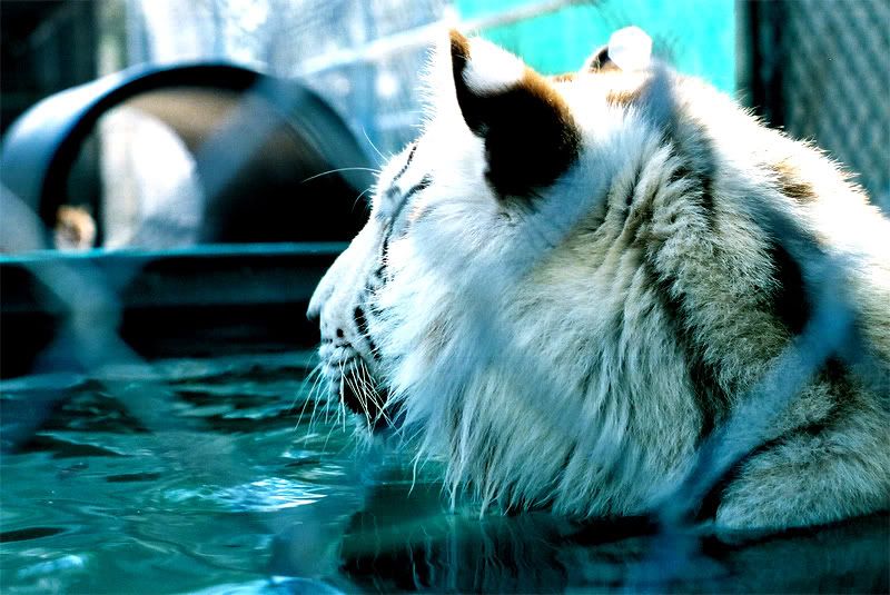 Saber-in-the-pool-35mm-med-.jpg