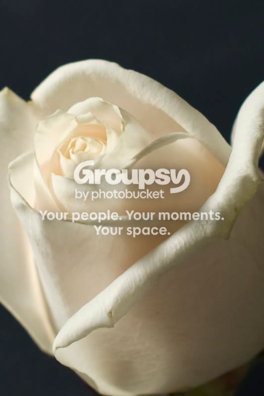 Rose_1448.jpg