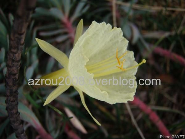 fleur_jaune_azrou.JPG