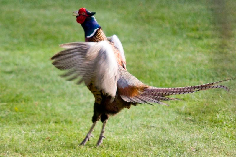 DancingPheasant.jpg
