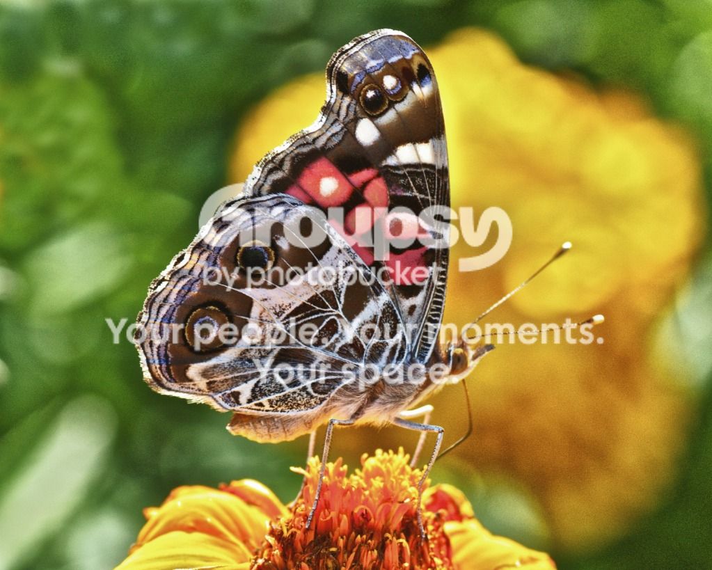 BuckeyeButterfly.jpg