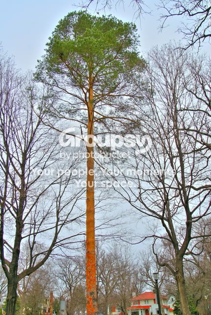 tree-11.jpg