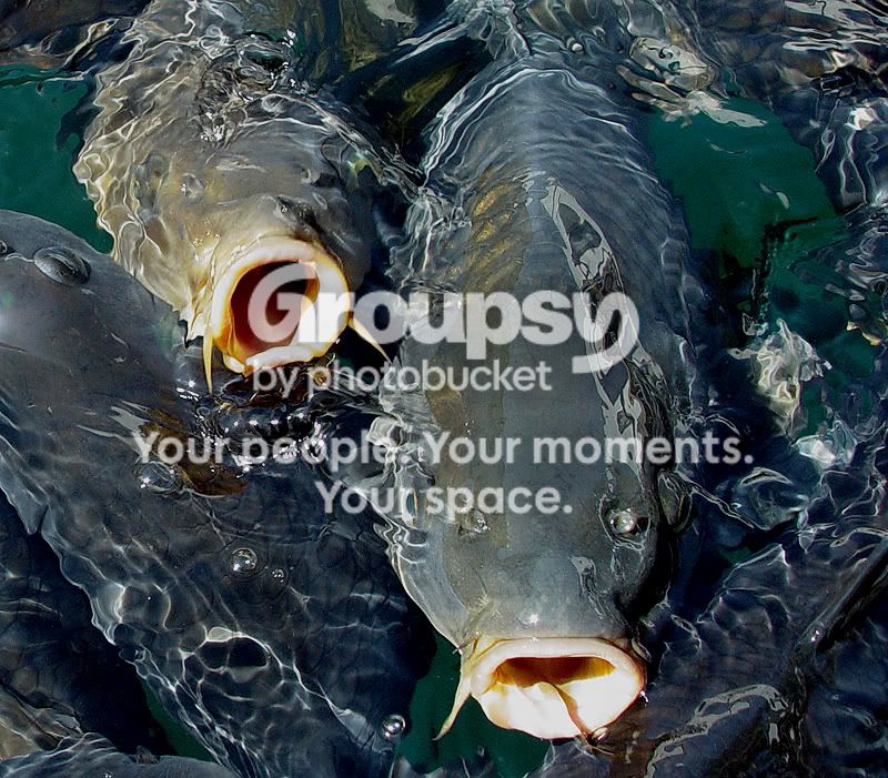 fish_lips2.jpg